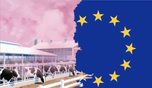 CSRD and CSDDD: A catalyst for methane emission reduction from Big Meat and Dairy?